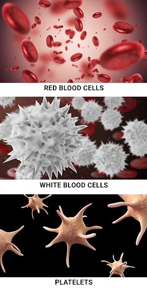 The three types of blood cells formed from the stem cells
