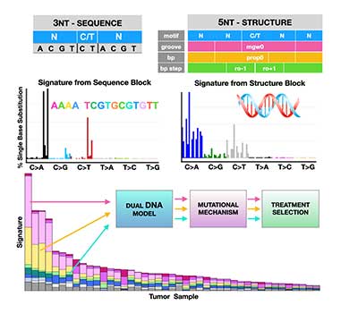 DNA mutation profile graphic