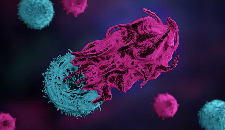 Immune T-cell attacking a cancer cell