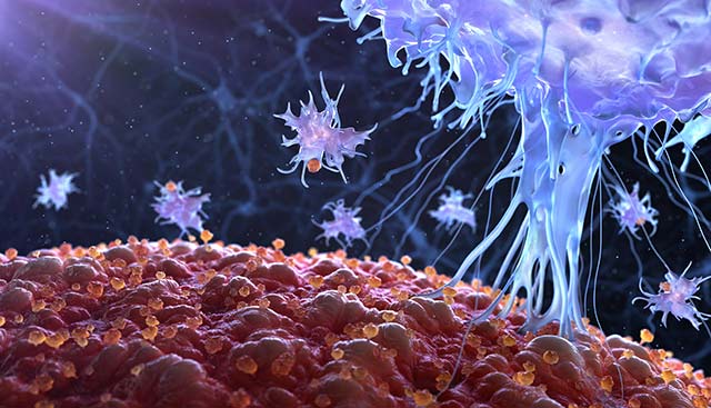 An illustration of an immune cell in action.