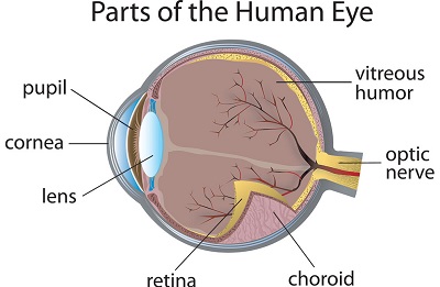 diagram of human eye anatomy