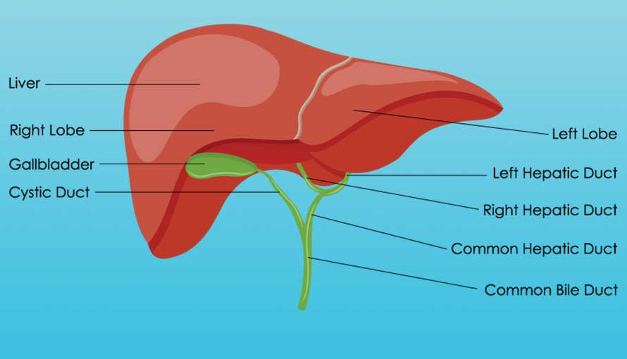 illustration of parts the liver and gallbladder including the bile duct