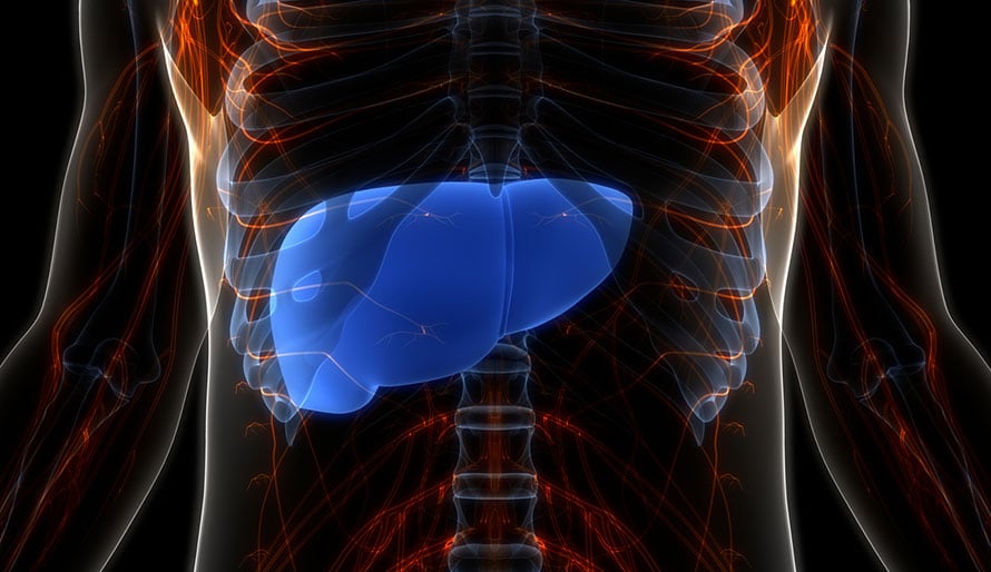 Human Internal Digestive Organ Liver