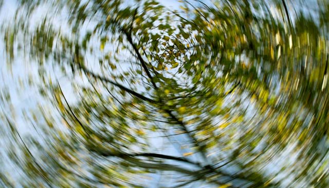 looking up at a tree that is spinning due to vertigo