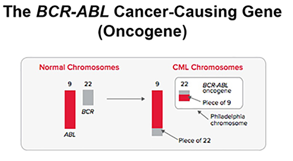 Courtesy of the Leukemia and Lymphoma Society, graphic of BCR-ABL cancer-causing gene