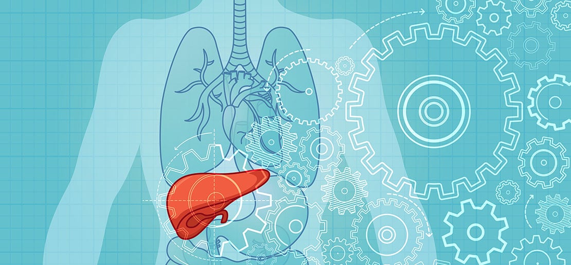 liver shown isolated for PHP treatment