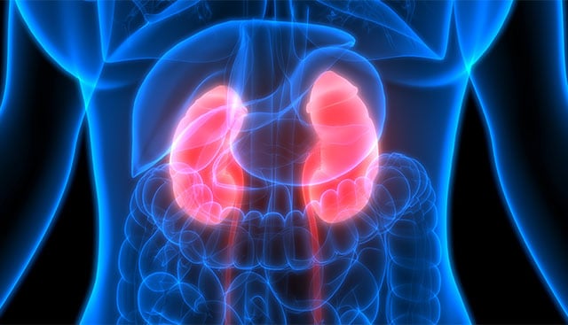 Kidney illustration