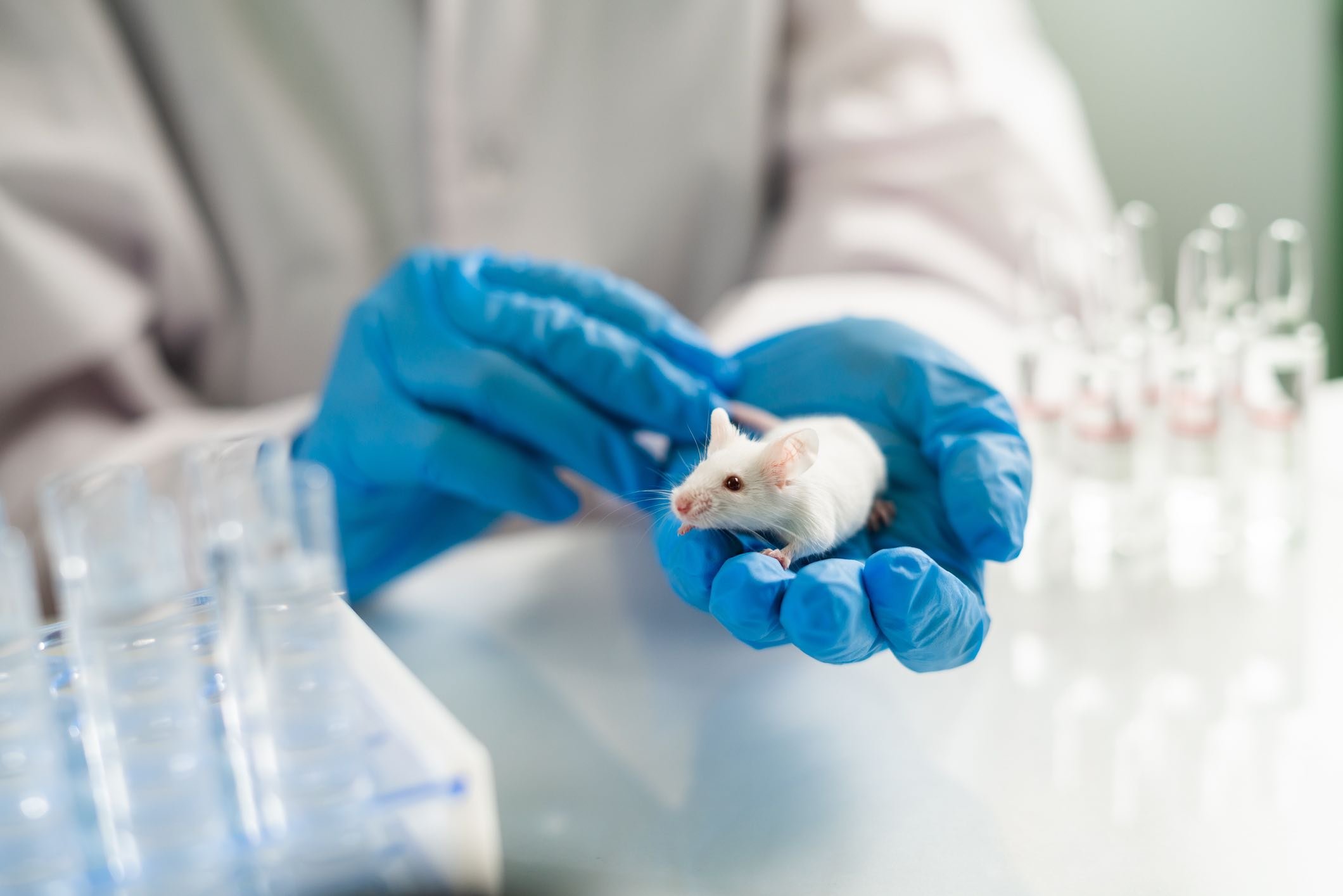 Veterinary oncology technician holding a mouse in gloved hand